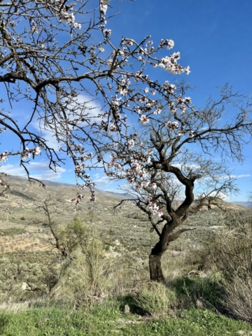 Sierra Nevada